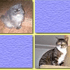 Cat Memory